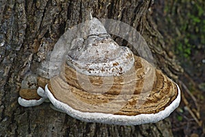 Close up image of ArtistÃ¢â¬â¢s conk fungus. photo